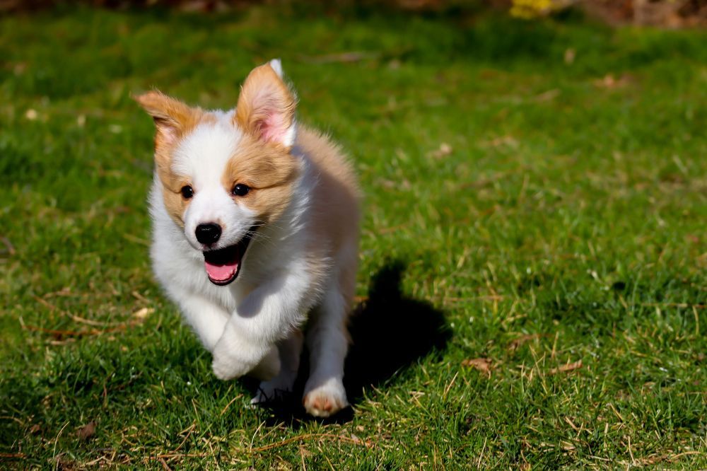 xr:d:DAGBrCMc:,j:,t: