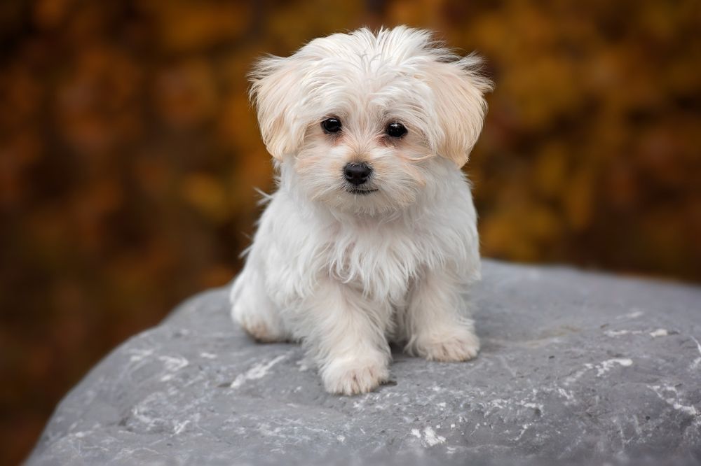 xr:d:DAGBV tDBZk:,j:,t: