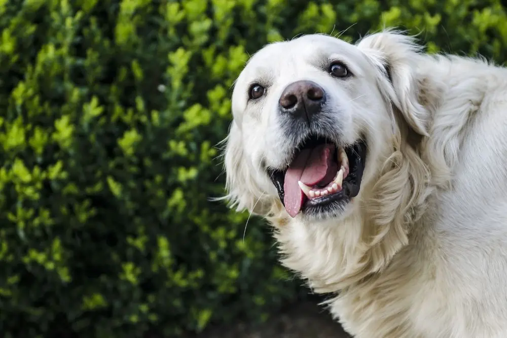 Cuidado dental en perros mayores