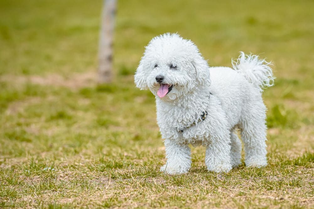 Datos curiosos del Caniche