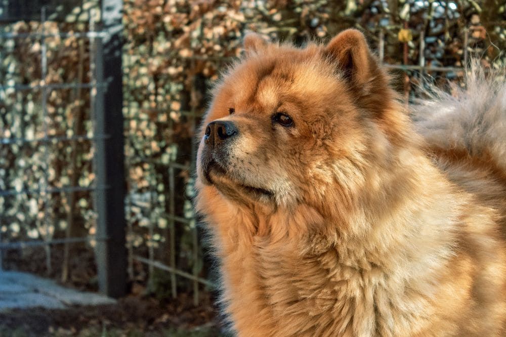 Datos fascinantes del Chow Chow