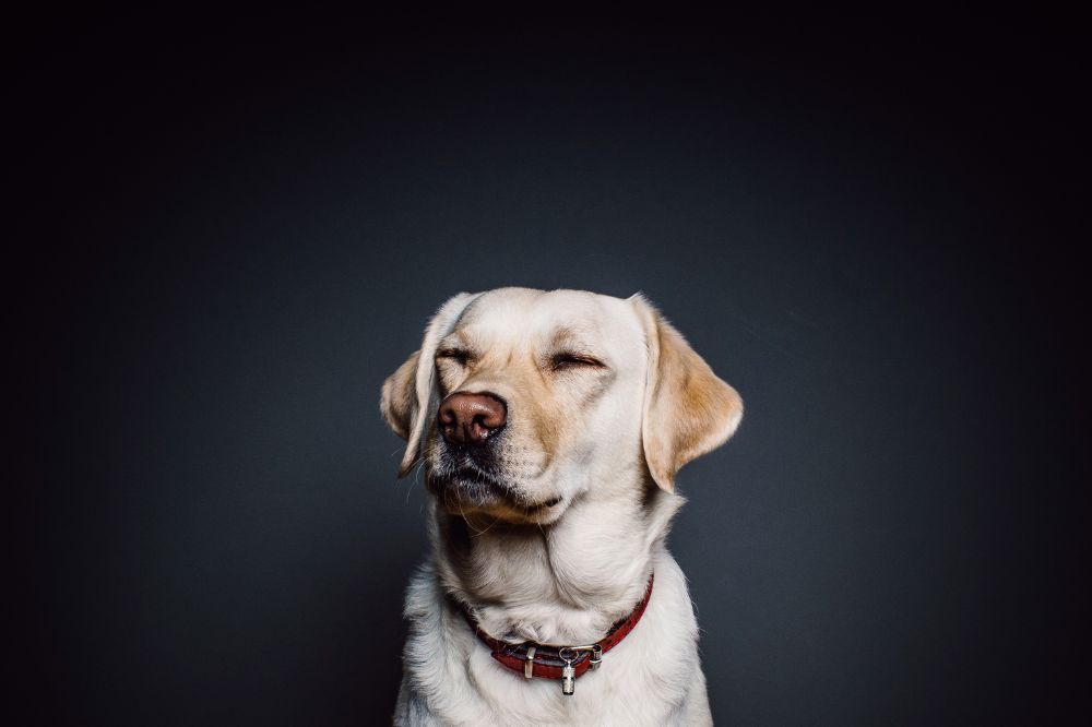 xr:d:DAGBrCMc:,j:,t: