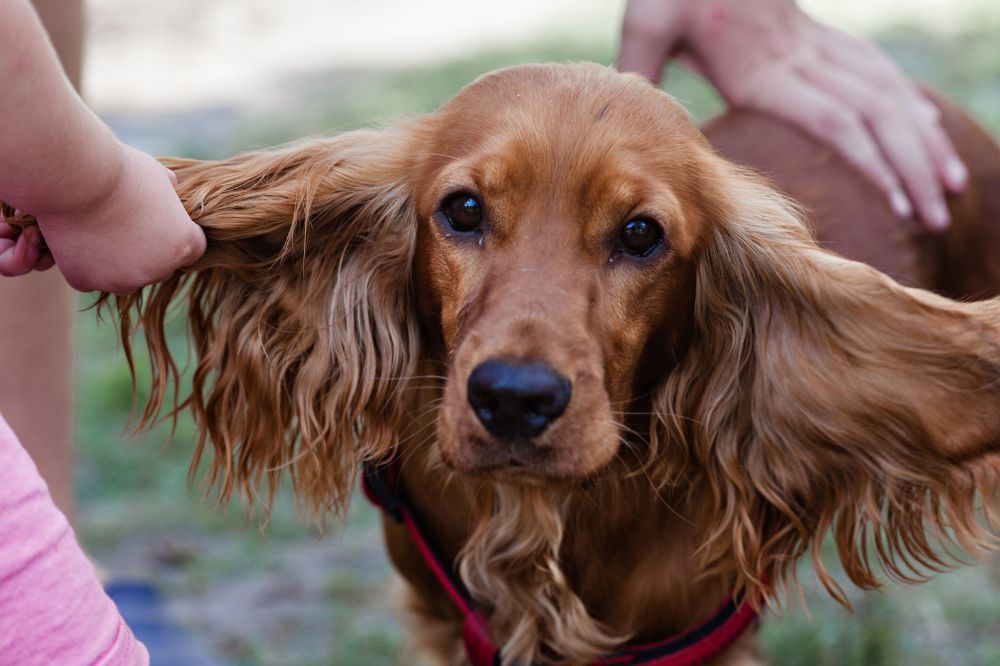 xr:d:DAFAGzuj:,j:,t: