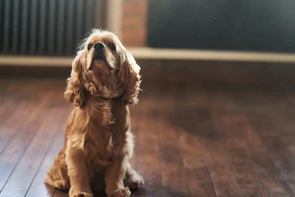 Guide sur le chiot Cocker Spaniel Anglais: socialisation, soins et alimentation