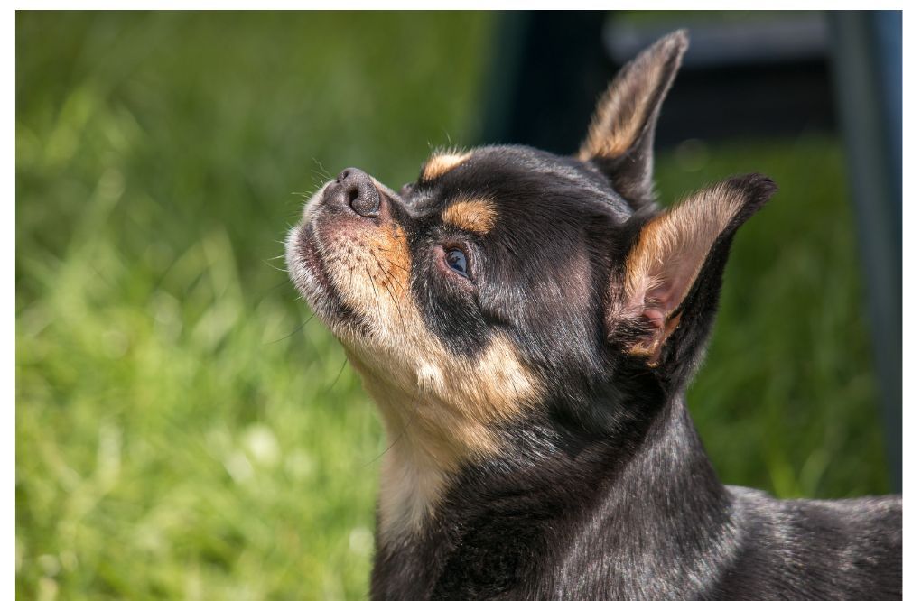 xr:d:DAFGORGi U:,j:,t: