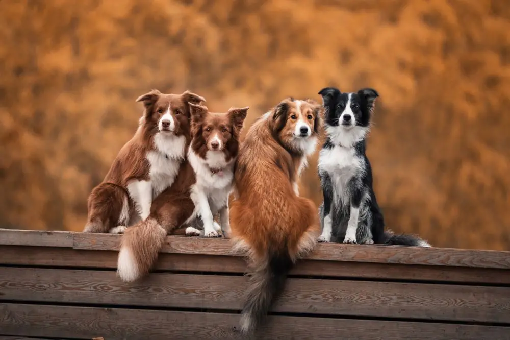 Perros de salvamento y rescate: uno más del equipo humano
