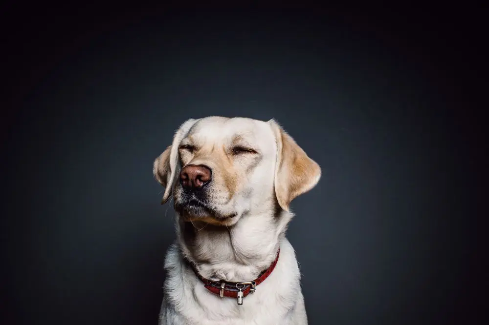 Alimentation idéale pour le Labrador Retriever : guide complet pour une nutrition naturelle