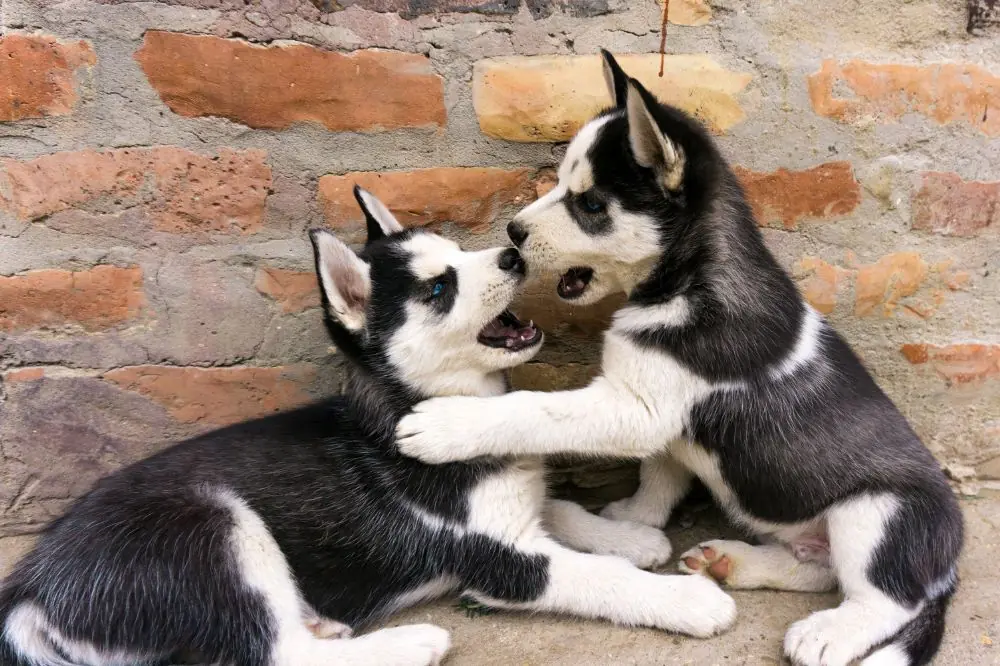 Guide sur le chiot Husky : socialisation, soins et alimentation