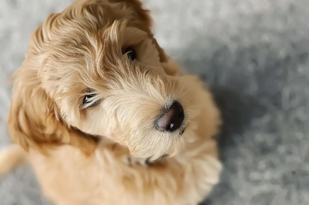 Guide sur le chiot Goldendoodle : socialisation, soins et alimentation