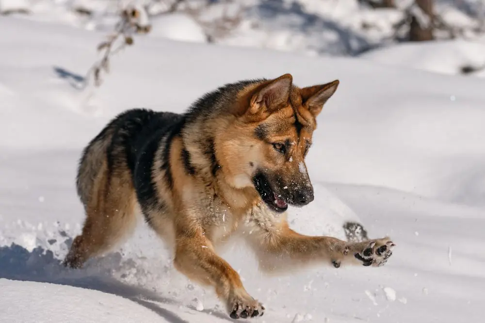 Guide sur le chiot Berger Allemand: socialisation, soins et alimentation