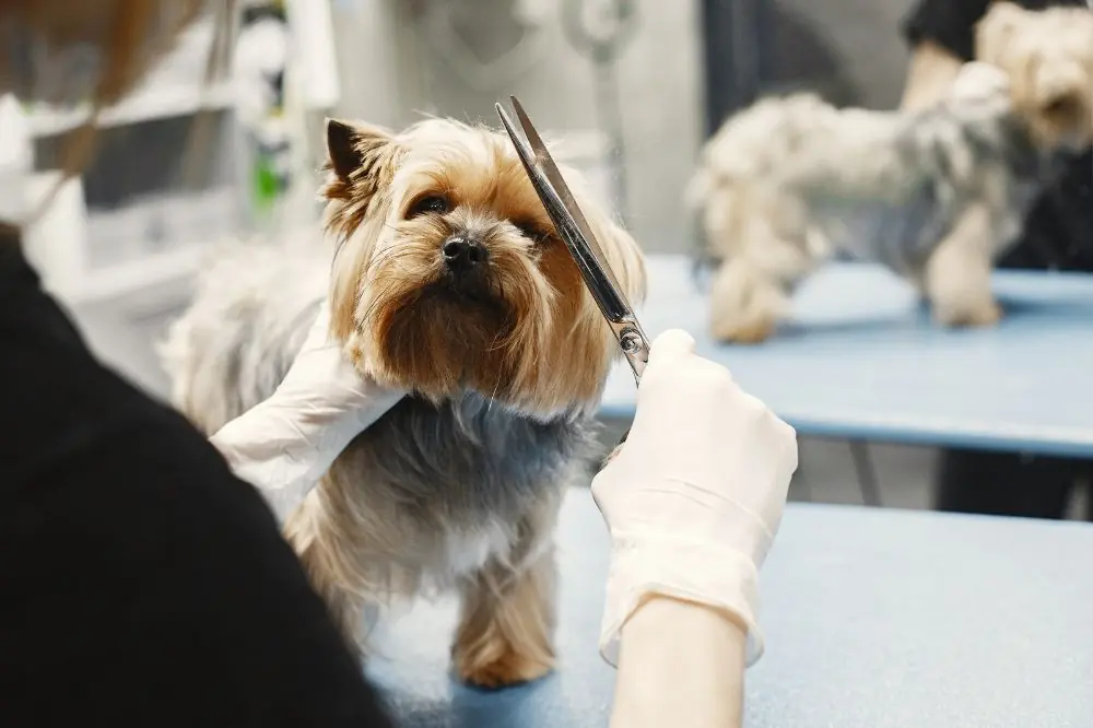 xr:d:DAGBWKoSQV:,j:,t: