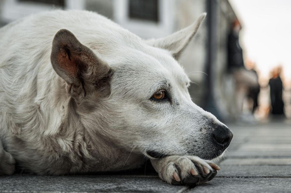 Estrategias para que tu perro pierda el miedo a otros peludos