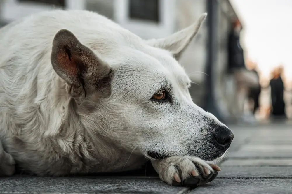 Estrategias para que tu perro pierda el miedo a otros peludos