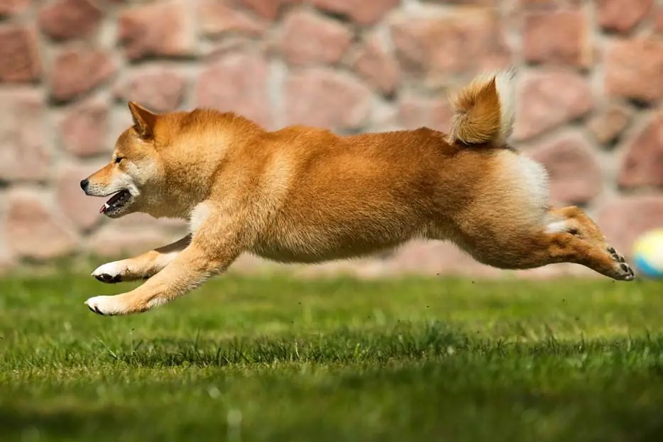 Exercice Shiba Inu