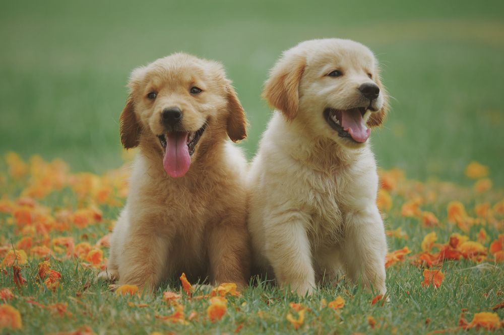 xr:d:DAGBbMToY:,j:,t: