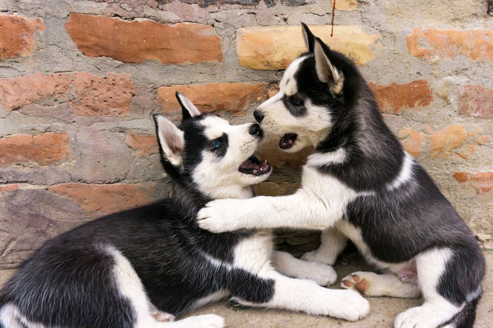 xr:d:DAGCFKmirQ:,j:,t: