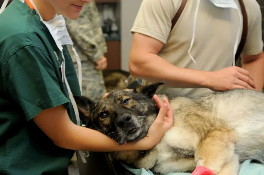 Familiarízalo con el entorno veterinario desde cachorro