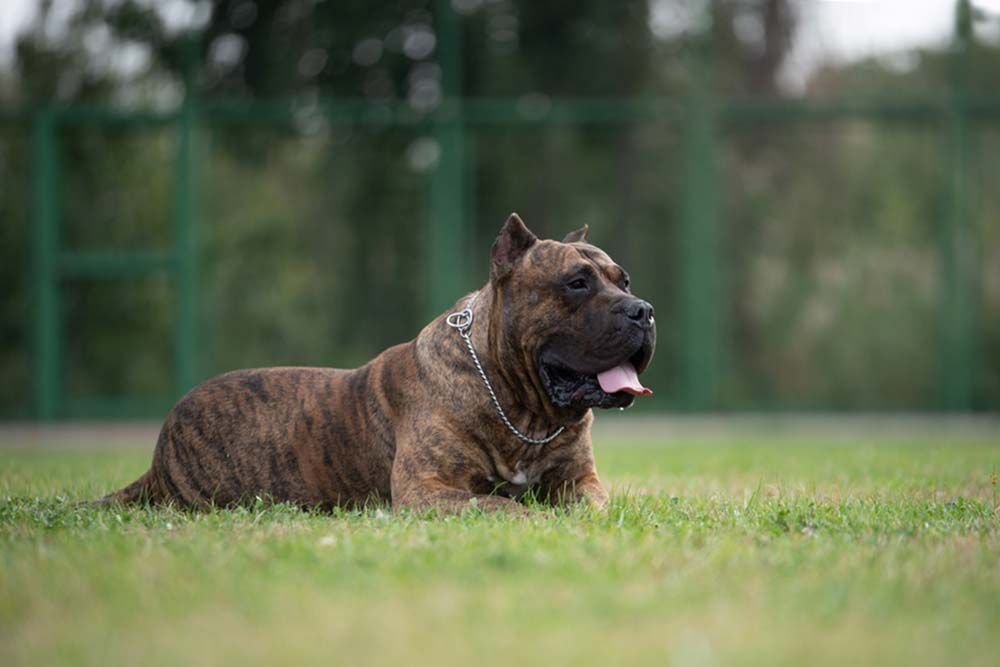 Fidelidad y lealtad que no decepcionan  