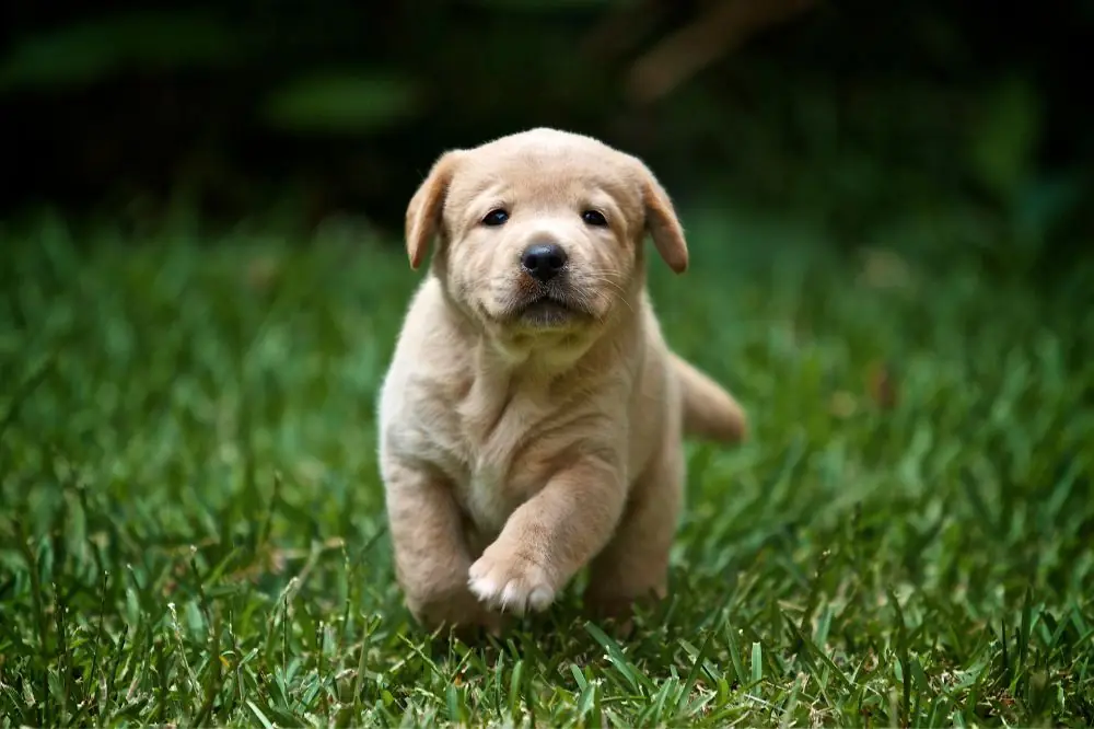 Guide sur le chiot Labrador Retriever: socialisation, soins et alimentation
