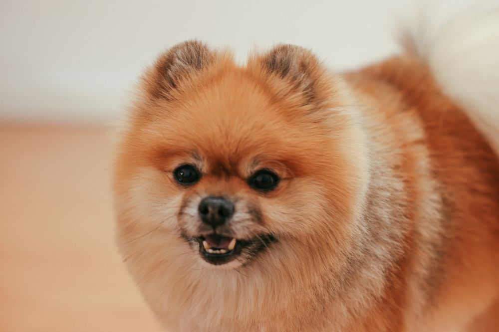 xr:d:DAFATQfQ:,j:,t: