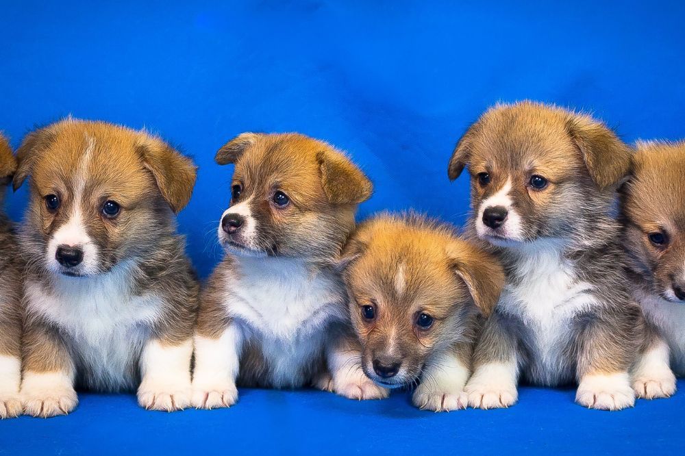 xr:d:DAGBrCMc:,j:,t: