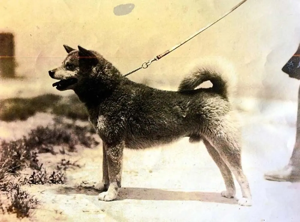 Histoire de Shiba Inu