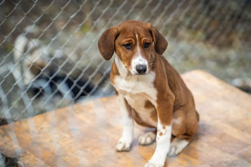 Identificando los signos de estrés en tu perro