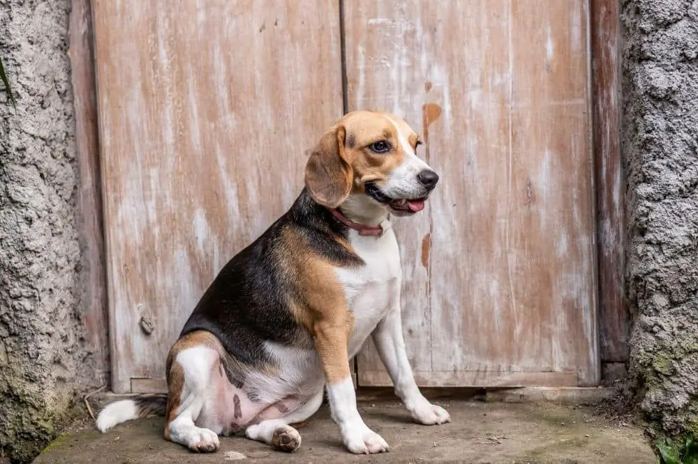 Ils subissent des changements dans leur fourrure