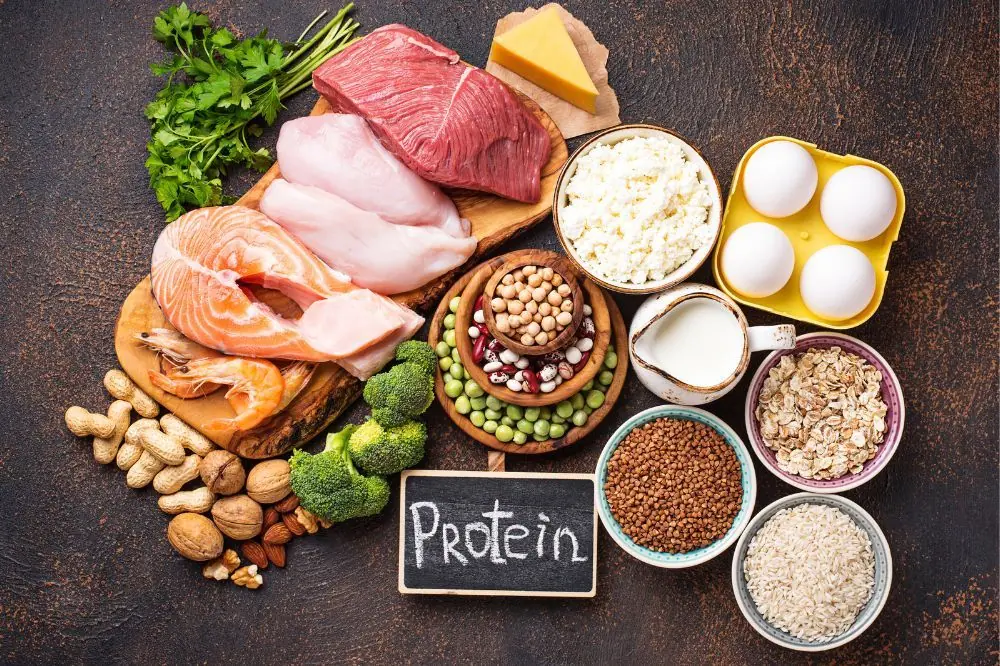 Importancia de las proteínas en la dieta canina: más allá de los mitos