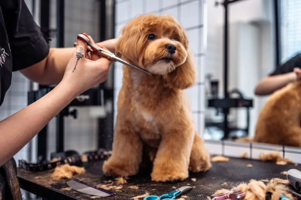 La importancia de una alimentación adecuada para la higiene de tu perro