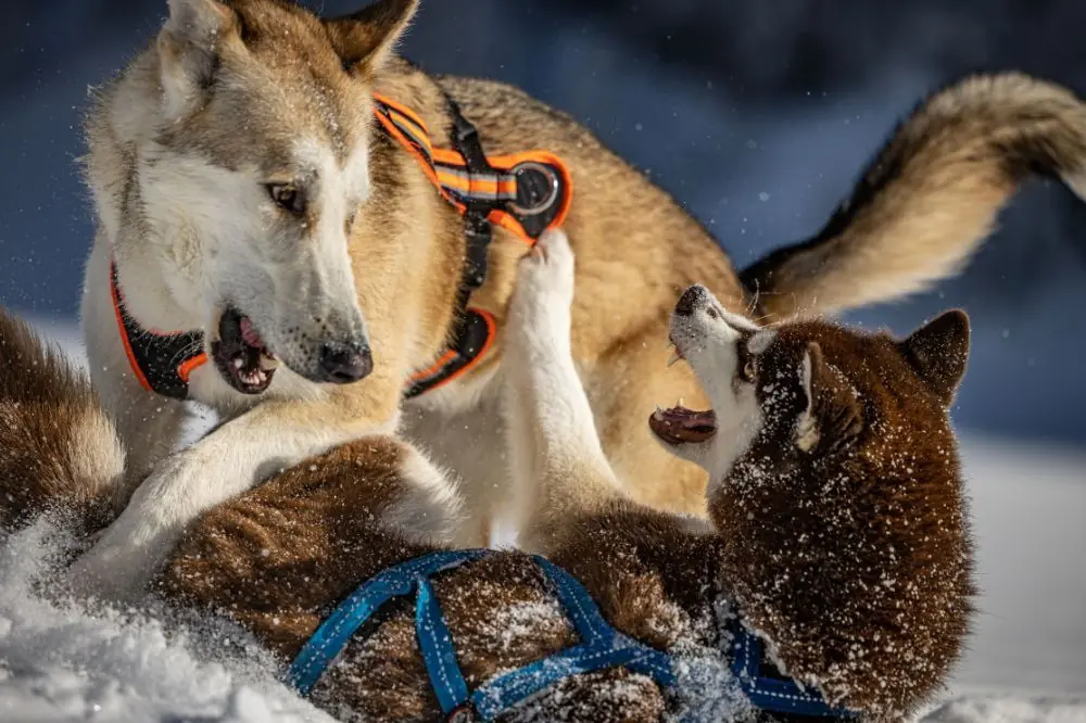 xr:d:DAGCd GCuKA:,j:,t: