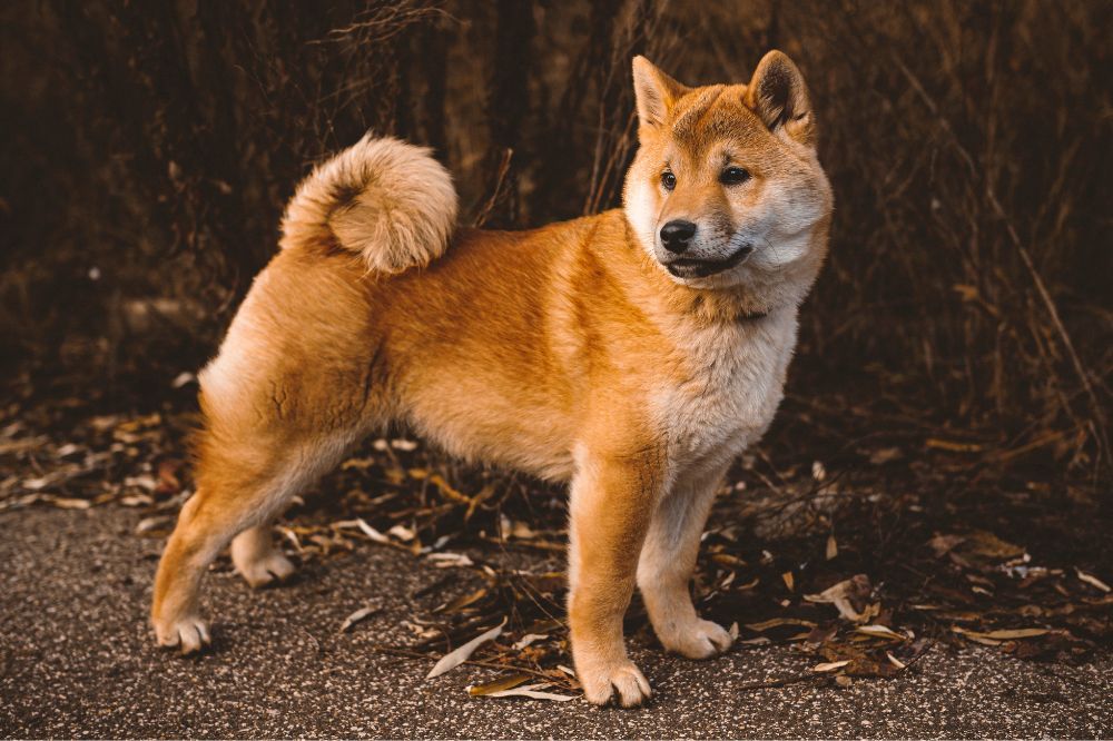 xr:d:DAGBV tDBZk:,j:,t: