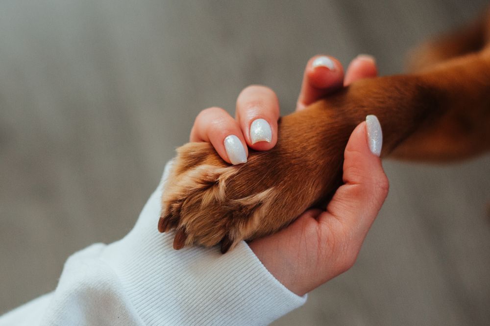 Las patas de los perros estructura y función