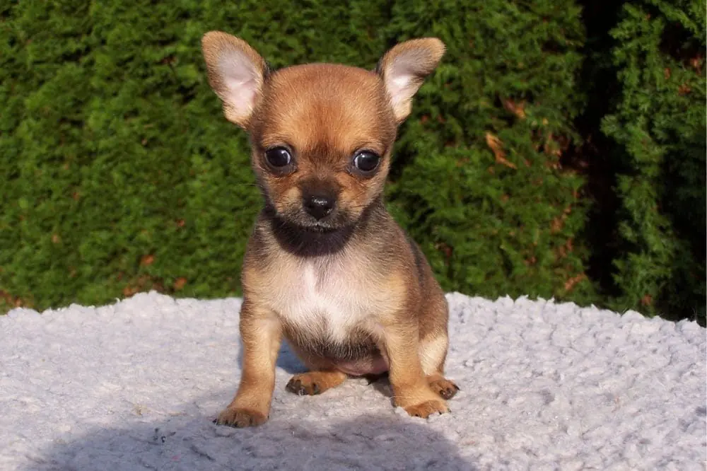 Le sue origini sono legate allantica civilta Tolteca