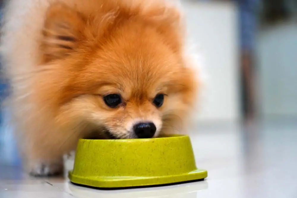 Meilleures options dalimentation pour le Pomeranien