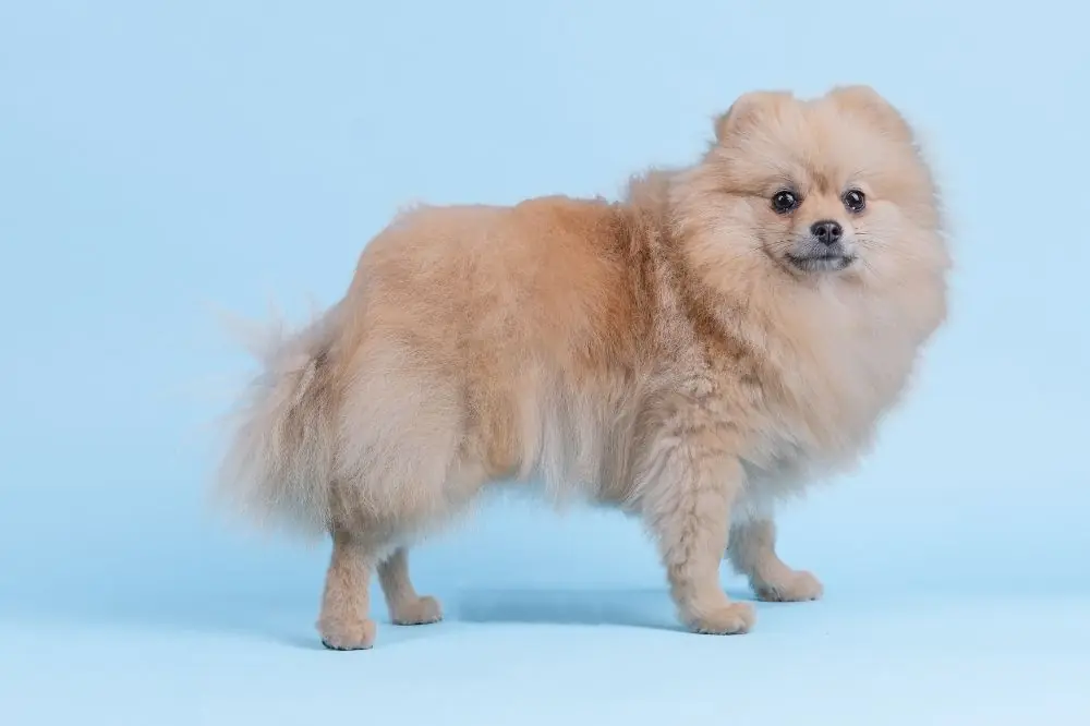 Poméranie: Tout savoir sur cette race de chiens