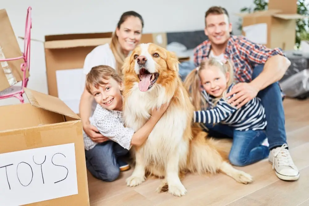 Mudanzas con perros: Pautas para una adaptación sin estrés
