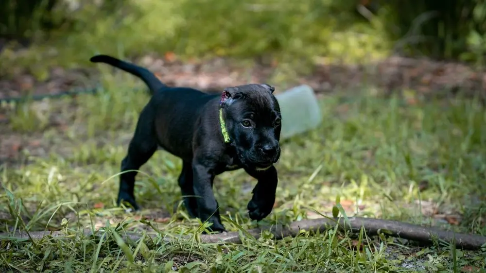 Black,Presa,Canario,Puppy,Walking,Outdoors ,The,Puppy,Is,Surrounded