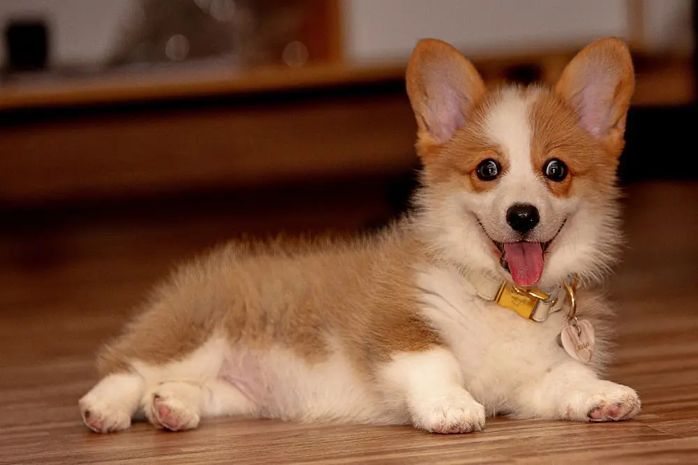 xr:d:DAGBrCMc:,j:,t: