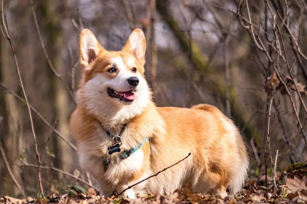 xr:d:DAGBV tDBZk:,j:,t: