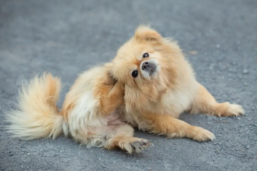 Perros y el cuidado de la piel: consejos importantes