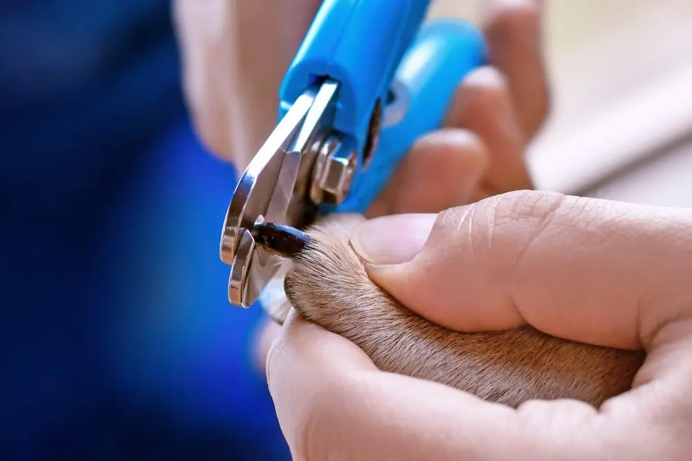 Perros y el cuidado de las uñas: lo que necesitas saber