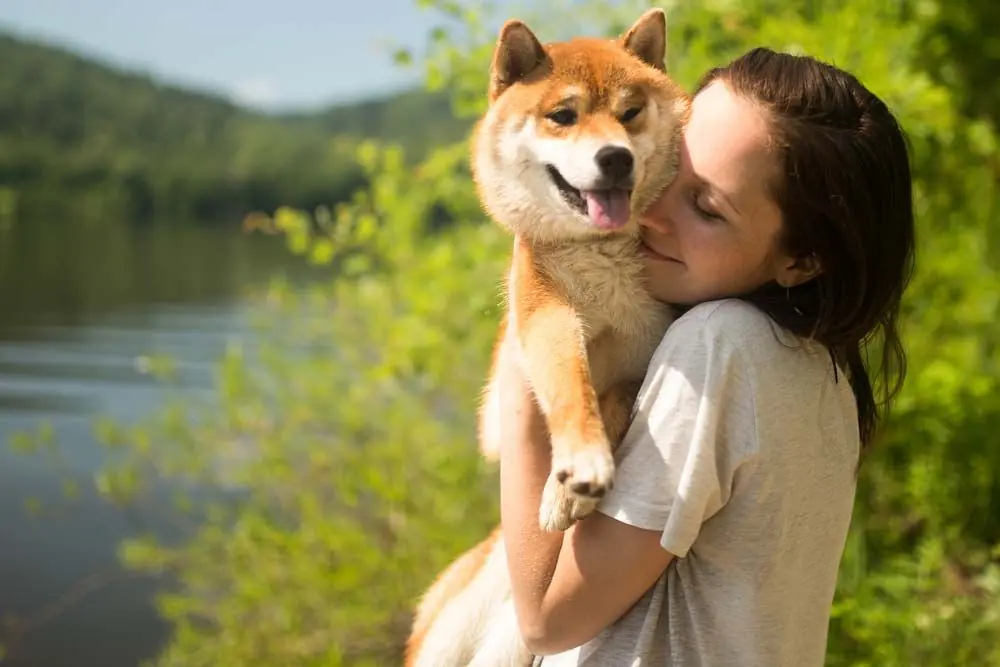 Personnage Shiba Inu