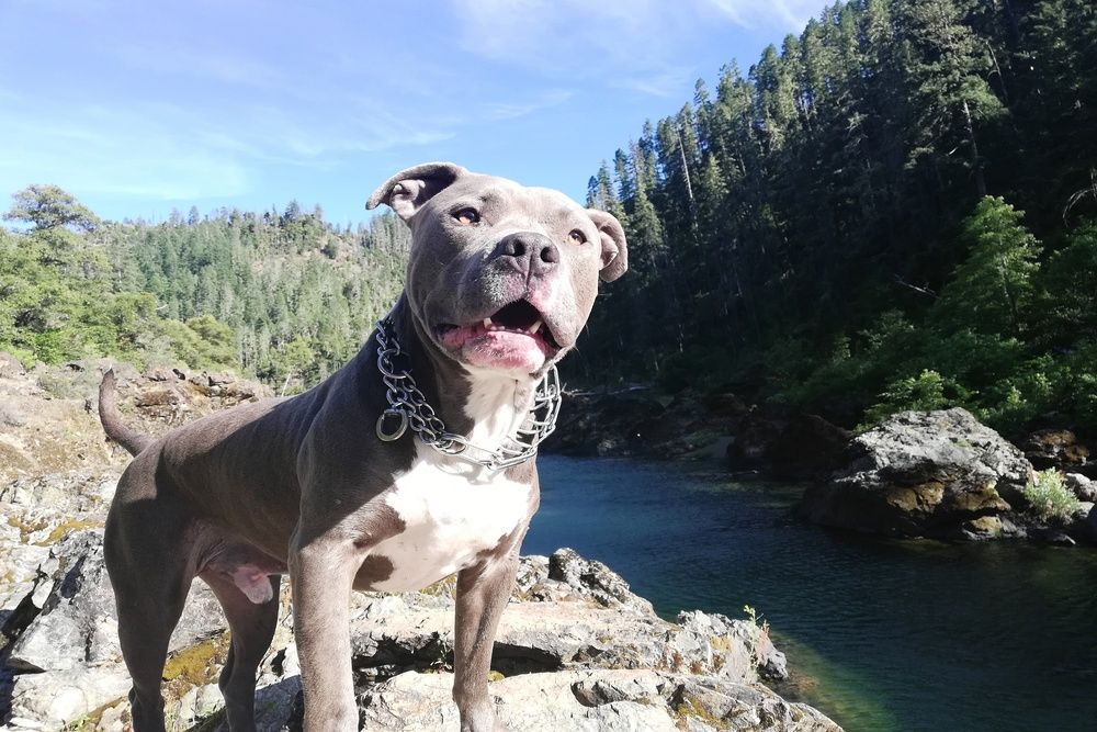 Pit Bull Terrier al aire libre y activo.