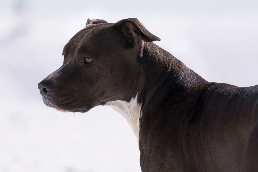 Pit Bull Terrier de pelaje negro y blanco.