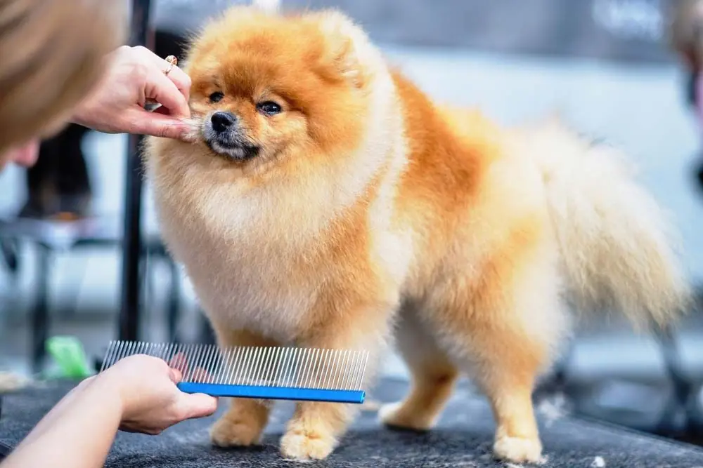Pomeranie