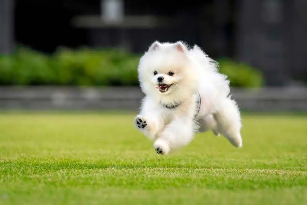 Pomeranie