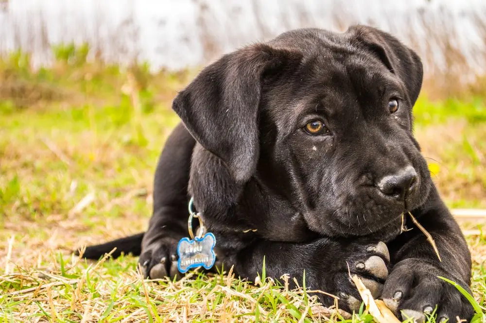 Guía sobre el cachorro de Presa Canario: socialización, cuidados y alimentación