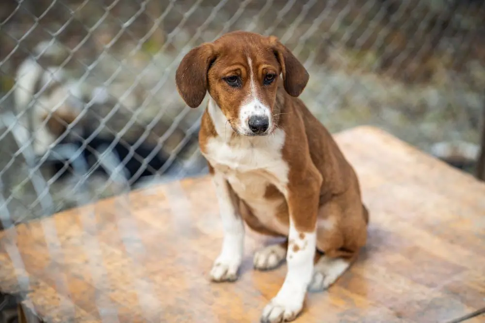 Qué razas son las más y menos valientes