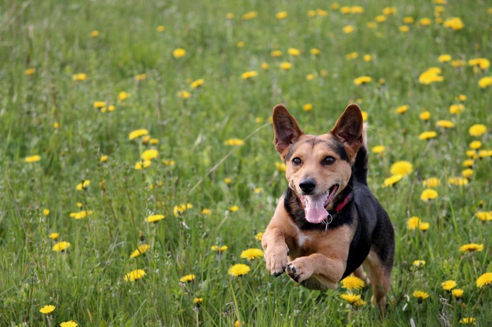 Razas de perros más y menos propensas a saltar